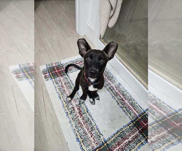 Medium Photo #1 Chihuahua-Labrador Retriever Mix Puppy For Sale in Brewster, NY, USA