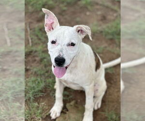 Boxer-Unknown Mix Dogs for adoption in Euless, TX, USA