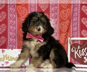 Bernedoodle Puppy for sale in LANCASTER, PA, USA