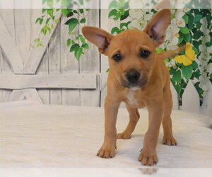 Black Mouth Cur-Unknown Mix Dogs for adoption in Oroville, CA, USA