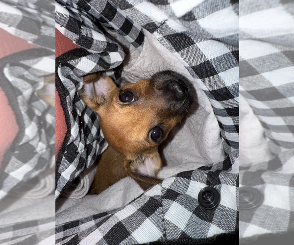 Medium Photo #3 Chihuahua-Unknown Mix Puppy For Sale in Raleigh, NC, USA