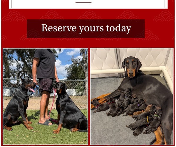 Medium Photo #1 Doberman Pinscher Puppy For Sale in LAKELAND, FL, USA