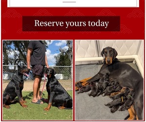 Doberman Pinscher Puppy for sale in LAKELAND, FL, USA