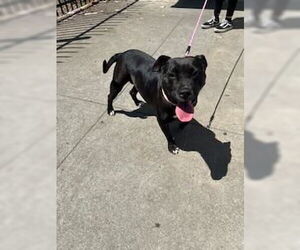 Mutt Dogs for adoption in Stockton, CA, USA