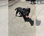 Small Mutt