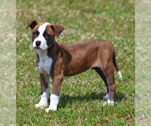 Mutt Dogs for adoption in Grovetown, GA, USA