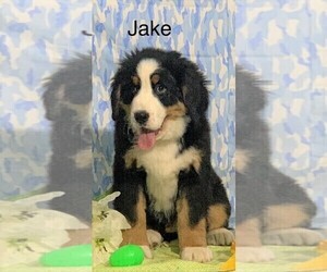 Bernese Mountain Dog Puppy for sale in FREDERICKSBG, OH, USA