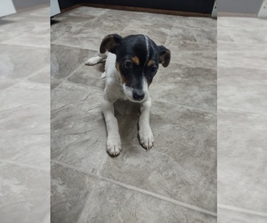 Parson Russell Terrier Puppy for sale in CHESAPEAKE, VA, USA