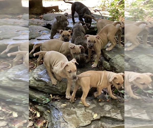 Medium Photo #2 American Pit Bull Terrier-Bullypit Mix Puppy For Sale in MARBLE FALLS, AR, USA