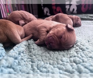 Golden Retriever Puppy for sale in HARRISON, OH, USA