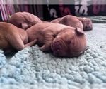 Image preview for Ad Listing. Nickname: Goldens