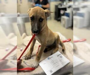 German Shepherd Dog-Unknown Mix Dogs for adoption in Riverside, CA, USA