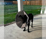 Small #2 Labrador Retriever Mix