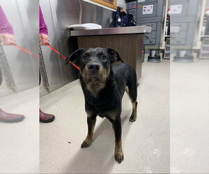 Shepweiller Dogs for adoption in Fairbanks, AK, USA