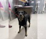 *ORION - Male Shepweiller Dog for Adoption - Small photo