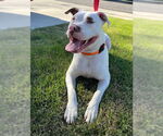 Small #17 American Pit Bull Terrier Mix
