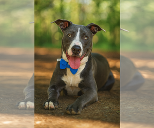 Medium American Pit Bull Terrier-Labrador Retriever Mix