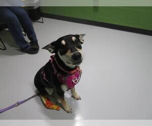 German Shepherd Dog-Unknown Mix Dogs for adoption in Temple, TX, USA