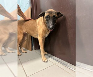 German Shepherd Dog Dogs for adoption in Corpus Christi, TX, USA