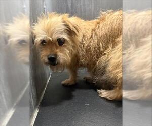 Mutt Dogs for adoption in San Antonio, TX, USA