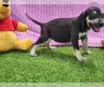 Small #8 Catahoula Leopard Dog