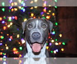 Small #19 American Pit Bull Terrier Mix