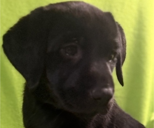Medium Photo #4 Labrador Retriever Puppy For Sale in SPOTSYLVANIA, VA, USA