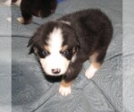 Small Photo #12 Australian Shepherd Puppy For Sale in HERNANDO, MS, USA