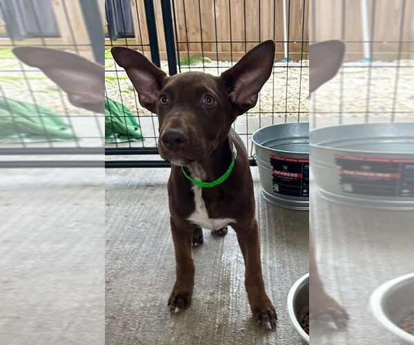 Medium Photo #2 Labrador Retriever-Unknown Mix Puppy For Sale in Oak Bluffs, MA, USA