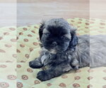 Small Shih Tzu Mix