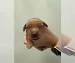 Small #1 Golden Retriever