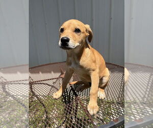 Labrador Retriever-Unknown Mix Dogs for adoption in Bolivar, MO, USA