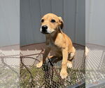 Small Labrador Retriever Mix