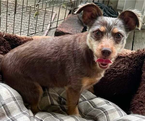 Medium Photo #2 - Mix Puppy For Sale in Landenberg, PA, USA