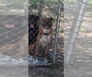 American Pit Bull Terrier Dogs for adoption in Ocala, FL, USA