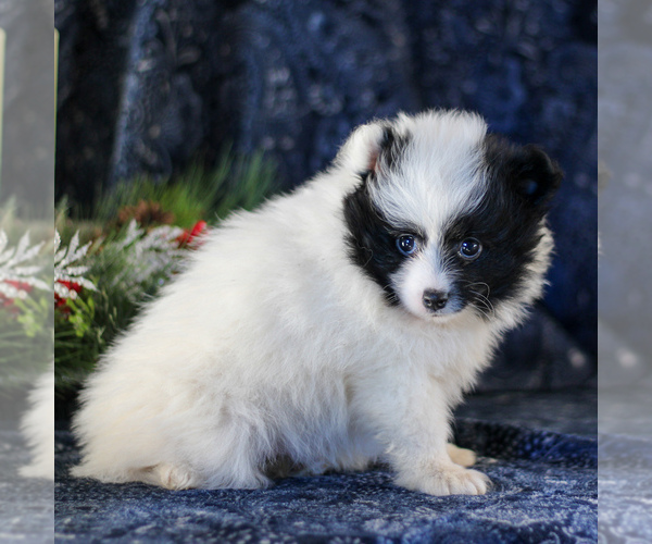 Medium Photo #3 Pomeranian Puppy For Sale in MANHEIM, PA, USA