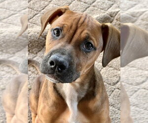 Bulldog-Doberman Pinscher Mix Dogs for adoption in Springdale, PA, USA