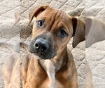 Small Bulldog-Doberman Pinscher Mix