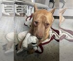 Small #15 American Pit Bull Terrier Mix