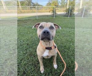 American Pit Bull Terrier-Unknown Mix Dogs for adoption in Vero Beach, FL, USA