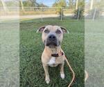 Small American Pit Bull Terrier Mix