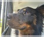 Small German Shepherd Dog Mix