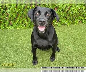 Labrador Retriever Dogs for adoption in West Palm Beach, FL, USA