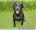 Small Labrador Retriever