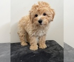 Small Photo #2 Aussiedoodle Puppy For Sale in BEECH GROVE, IN, USA