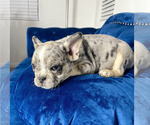 Small #4 French Bulldog