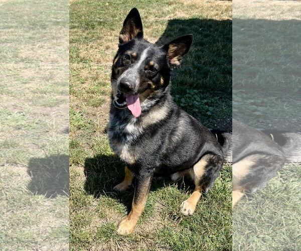 Medium Photo #1 Mutt Puppy For Sale in Emmett, ID, USA