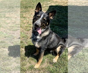 Mutt Dogs for adoption in Emmett, ID, USA