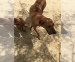 Small Photo #73 Rhodesian Ridgeback Puppy For Sale in MORONGO VALLEY, CA, USA