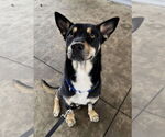 Small #4 Huskies  Mix